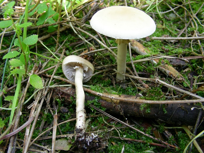 971 Marzo vecchio ritrovamento